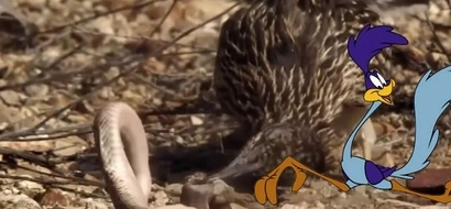 Absolutely Gangster Roadrunner Bird Smashes And Eats A Rattlesnake