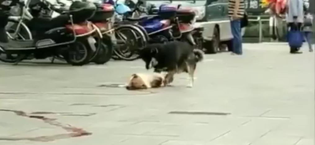 doggies doggies