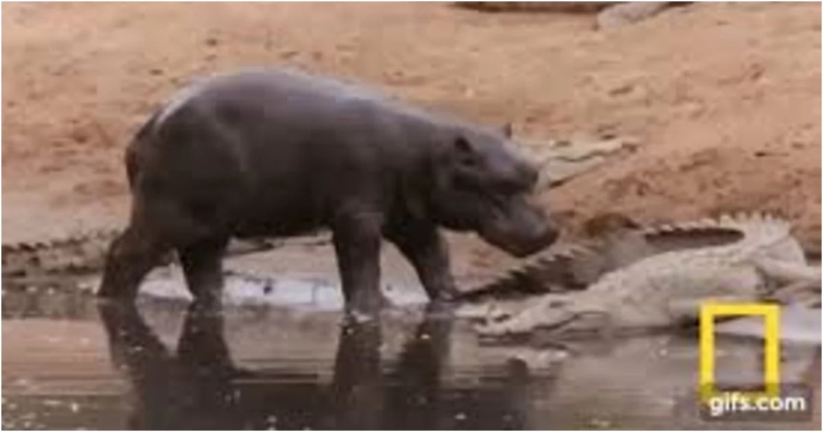 Fun and games! Baby hippo uses full-grown crocodile as a toy Fun and games! Baby hippo uses full-grown crocodile as a toy
