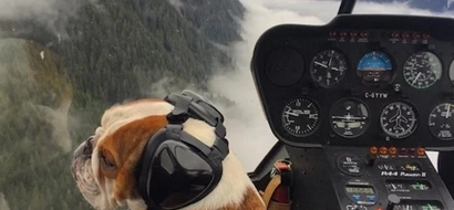 Helicopter Pilot And His Pet Bulldog Go On Wild Adventures