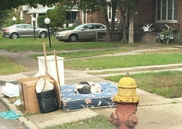 This Dog Waits For His Family To Return, After They Left Him Behind While Moving Out This Dog Waits For His Family To Return, After They Left Him Behind While Moving Out