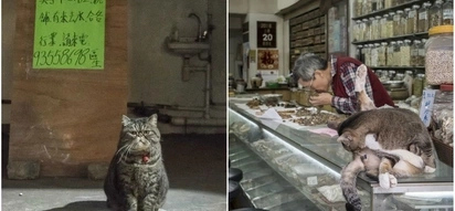 Forget Everything And Watch The SECRET Life Of Chinese Cats (10+ Pics)