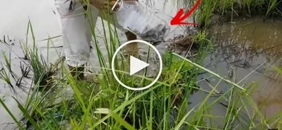 This Video Is Keeping The Online World Buzzing. Netizens Are In Awe As This Man Boldly Shows How To Catch Snakes With Plastic Bottles.