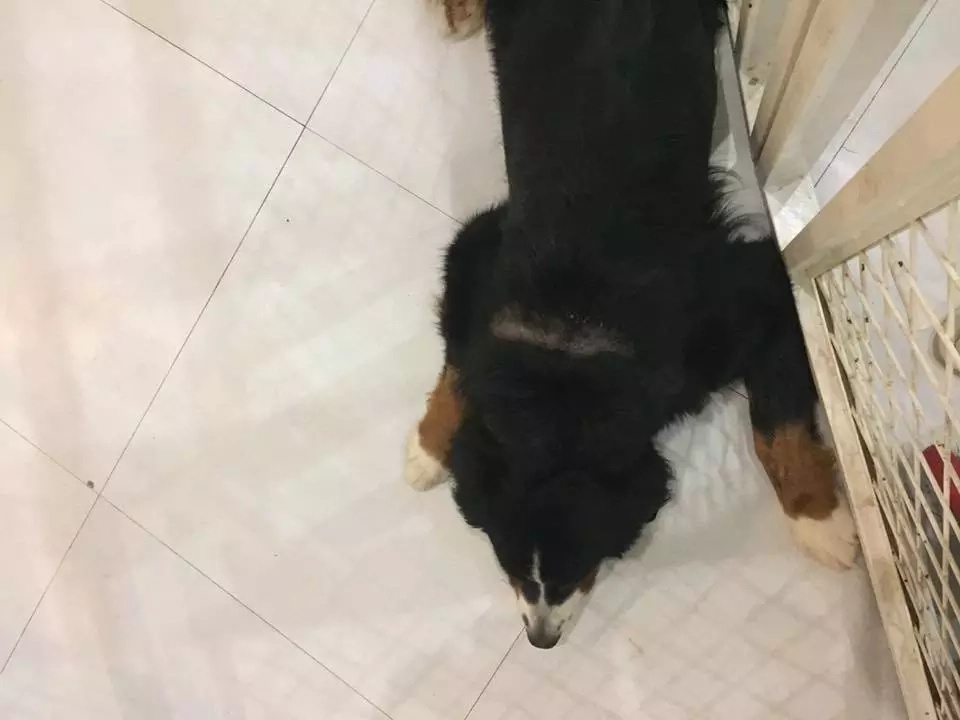 dog-cafe dog-cafe