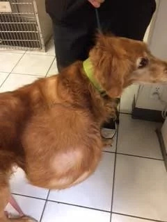 Dog undergoes surgery to remove 46-pound tumor Dog undergoes surgery to remove 46-pound tumor