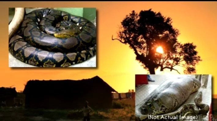 Here's Everything About GIANT Snakes Attacks On Humans Here's Everything About GIANT Snakes Attacks On Humans