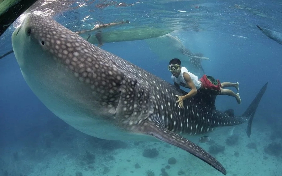 4 reasons not to swim with whale sharks in PH 4 reasons not to swim with whale sharks in PH