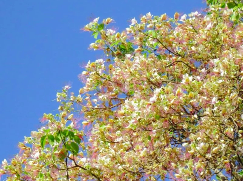 Pinoy trees that rival Japan's cherry blossoms Pinoy trees that rival Japan's cherry blossoms