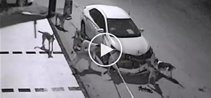 Naulol na askal! Crazy stray dogs caught on CCTV destroying a parked car shock netizens
