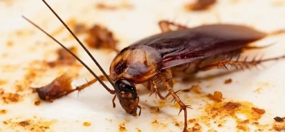 Scientists show why you might consider giving your kids cockroach milk