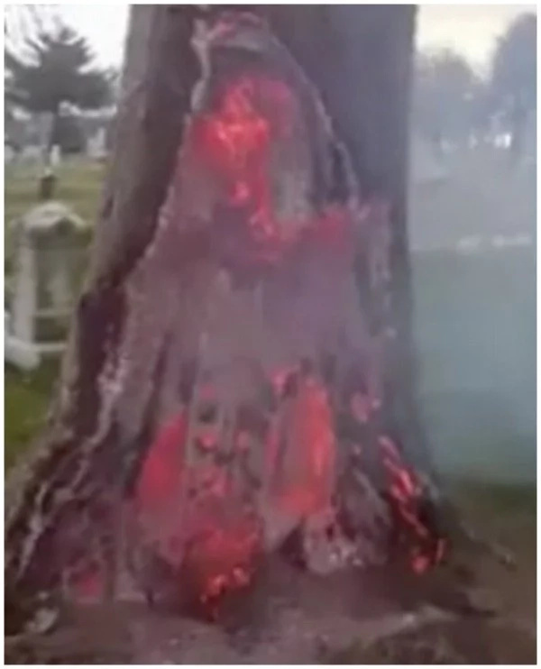 See Bizarre Incident Of Cemetery Tree Burning From Inside Out After Lightning Strike Photos 