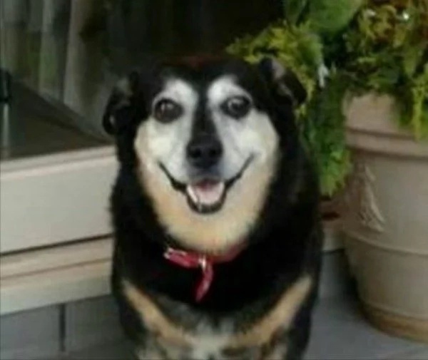 smart-dog smart-dog