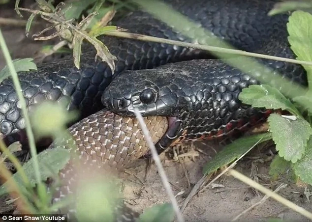 Epic battle! See two of the world's deadliest SNAKES fighting to death (photos, video)