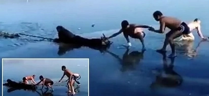 There's hope for humanity! Winter swimmers risk life and limb to save skater who fell through the ice