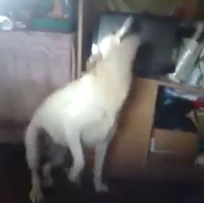 Dog dancing to 'Twerk it like Miley' will make you laugh Dog dancing to 'Twerk it like Miley' will make you laugh