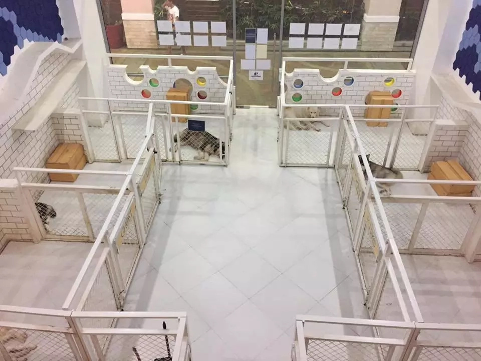 dog-cafe dog-cafe