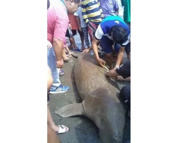 Sea cow was surrounded by people, but they couldn't help it Sea cow was surrounded by people, but they couldn't help it