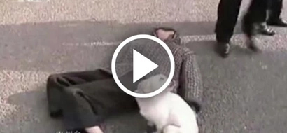 Brave dog guards owner who passed out in the middle of the street in China