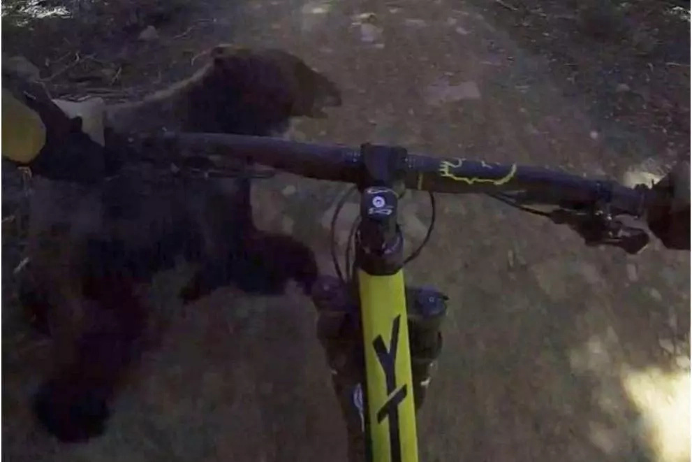 Guy crashes into a bear on his bike with his Guy crashes into a bear on his bike with his