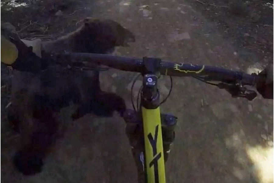 Guy crashes into a bear on his bike with his Guy crashes into a bear on his bike with his