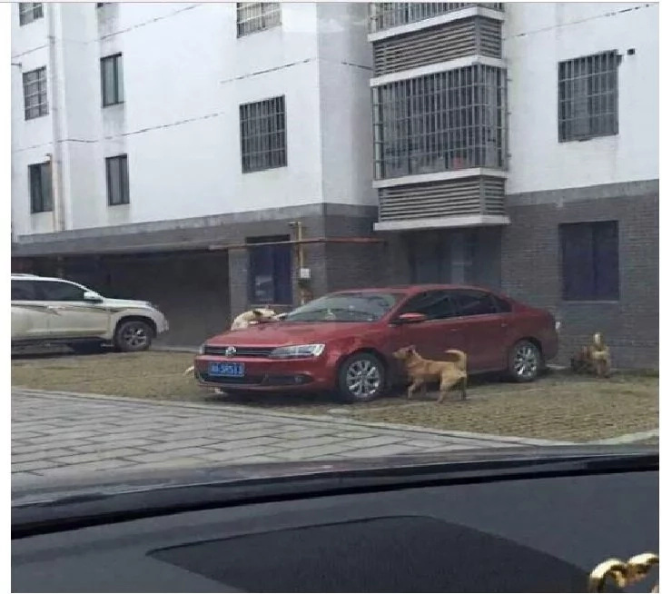 Lalaking nanakit ng aso, resbak ang inabot! Lalaking nanakit ng aso, resbak ang inabot!