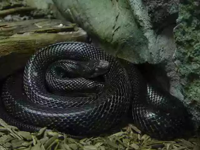 Look what happens after man tried to pet giant anaconda Look what happens after man tried to pet giant anaconda