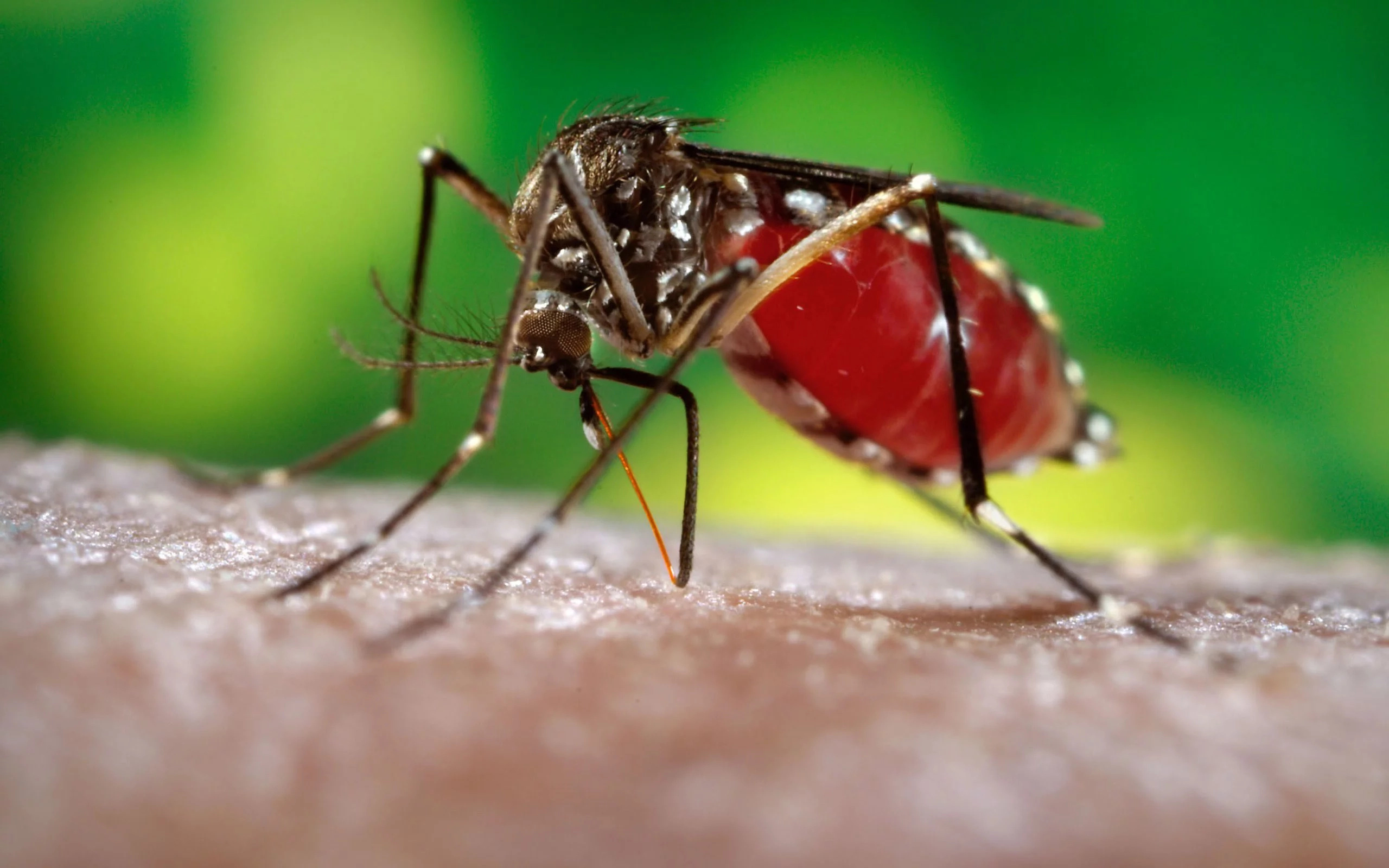 Researchers discover drug that makes human blood poisonous to mosquitoes