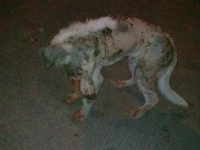 Pacman calls from the other side: A call to action against animal cruelty