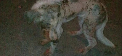 Pacman calls from the other side: A call to action against animal cruelty