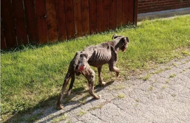 Animal foundation rescues dog with severe case of abuse Animal foundation rescues dog with severe case of abuse