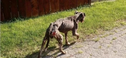 PHOTOS: This dog has the worst case of abuse