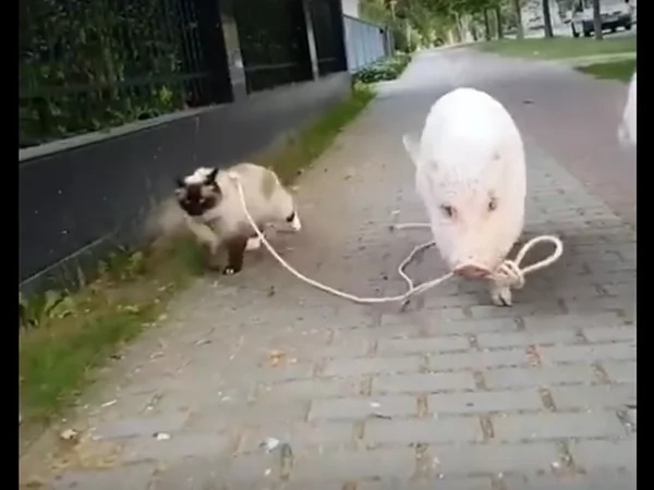 Why are they walking each other? Why are they walking each other?