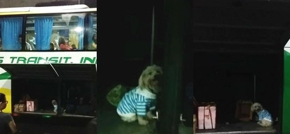 Irresponsible owner leaves poor dog inside the compartment of an Olongapo-Pasay bus