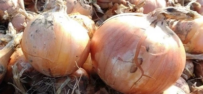 Mother placed onion on her baby's bed – The reason will amaze you!