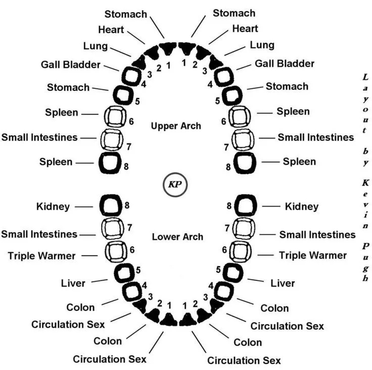 Each Tooth Is Associated With An Organ In The Body – Pain In Each Tooth Can Predict Problems In Certain Organs Each Tooth Is Associated With An Organ In The Body – Pain In Each Tooth Can Predict Problems In Certain Organs