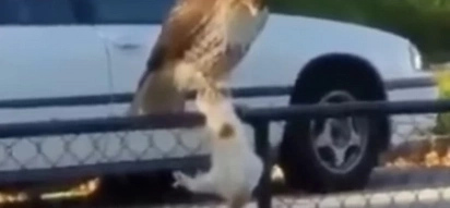 Insane Video Of A Hawk Strangling A Cat And Flying Away With It