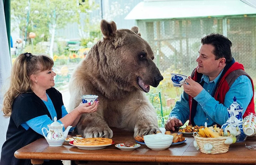 Wild animal as a pet? Couple adopts bear in Russia Wild animal as a pet? Couple adopts bear in Russia