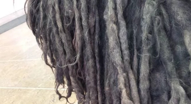 She looked just like a Rastafarian She looked just like a Rastafarian