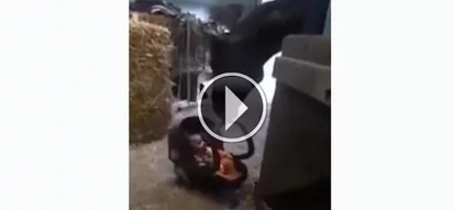 The babe started crying and what the horse did was simply amazing
