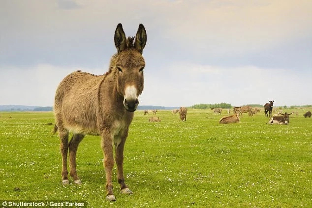 Donkey chomps £260k sports auto mistaking it for a giant carrot