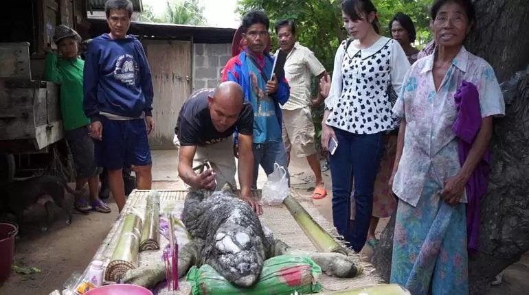 Animal Hybrid Of Bull And Crocodile Baffles Locals In Thailand Animal Hybrid Of Bull And Crocodile Baffles Locals In Thailand