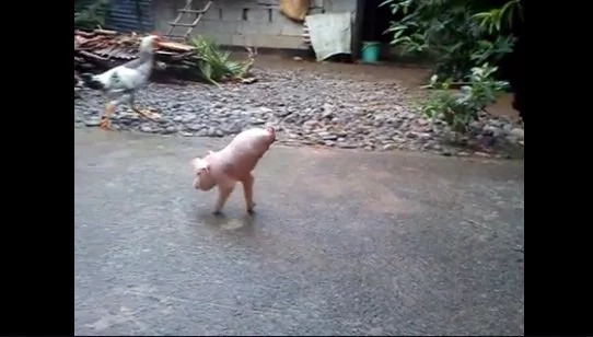 Amazing piglet in Ilocos Norte walks using only two legs Amazing piglet in Ilocos Norte walks using only two legs