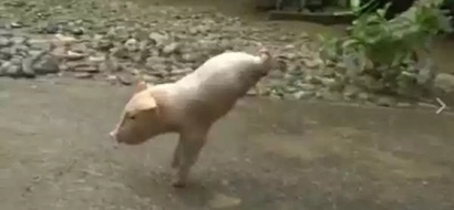 Video of disabled piglet walking on front legs goes viral