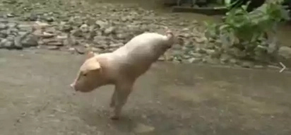 Video of disabled piglet walking on front legs goes viral
