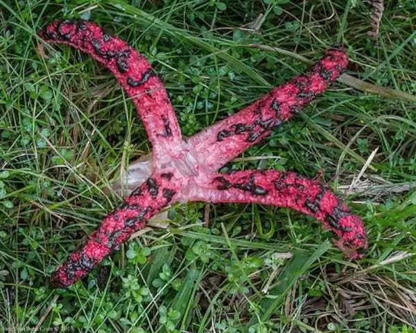He was wandering around the field, when he noticed this weird egg in the grass. But as it hatched, he realized it was not an egg; but devil’s fingers! He was wandering around the field, when he noticed this weird egg in the grass. But as it hatched, he realized it was not an egg; but devil’s fingers!