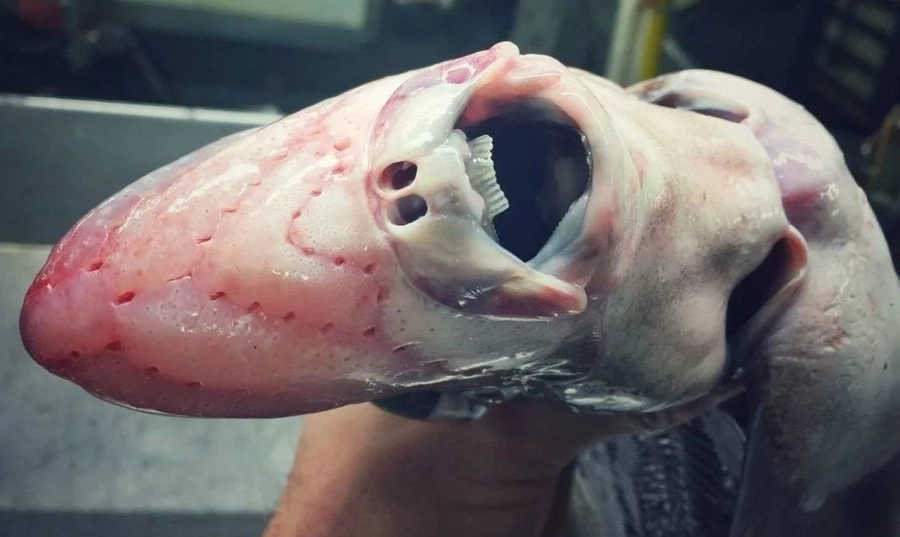 Russian Deep Sea Fisherman Shares The Monsters He Catches On Twitter Russian Deep Sea Fisherman Shares The Monsters He Catches On Twitter