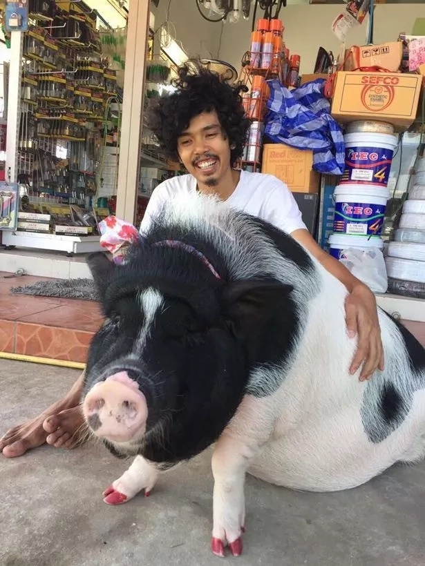 piglet piglet