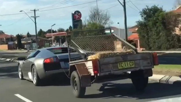 This Lambrorgini tows cell full of Goats and you will never guess where are they going This Lambrorgini tows cell full of Goats and you will never guess where are they going