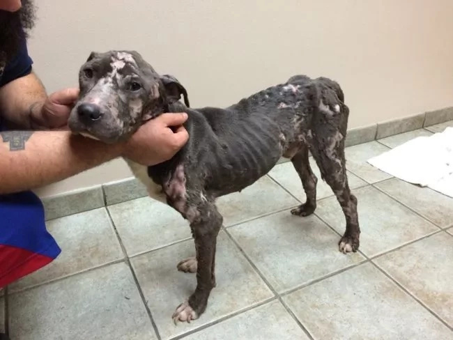 The way this dog was treated will bring tears to your eyes! The way this dog was treated will bring tears to your eyes!