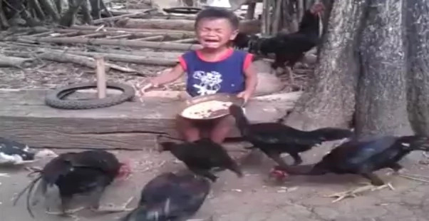 Hungry-chickens Hungry-chickens